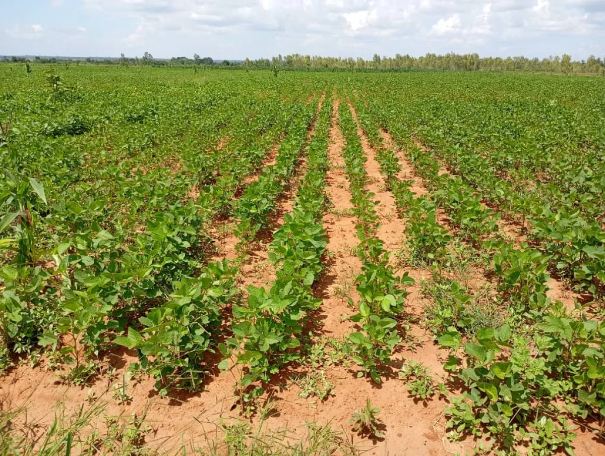 Field Visit: Monitoring Soybean Seed Multiplication Beneficiaries